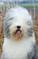 Picture of Old English Sheepdog portrait