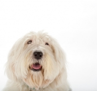 Picture of Old English Sheepdog portrait