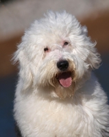 Picture of Old English Sheepdog portrait