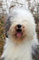 Picture of Old English Sheepdog portrait