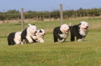 Picture of Old English Sheepdog puppies