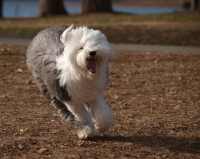 Picture of Old English Sheepdog running