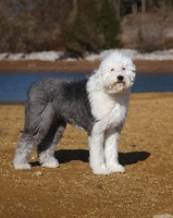 Picture of Old English Sheepdog side view