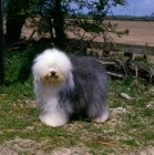 Picture of old english sheepdog standing on grass in the contryside