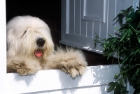 Picture of old english sheepdog standing up at stable style door