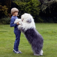 Picture of old english sheepdog standing on hind legs with a boy