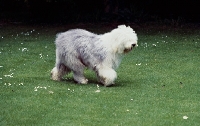 Picture of old english sheepdog walking on grass