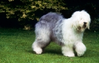 Picture of old english sheepdog walking