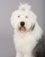 Picture of Old English Sheepdog with ponytail