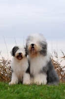 Picture of Old English Sheepdog with puppy