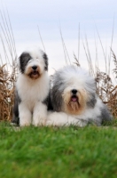 Picture of Old English Sheepdog with puppy