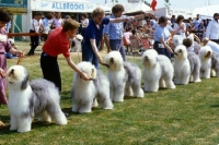 Picture of Old English Sheepdogsline up  at Southern Counties Show 1983