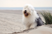 Picture of Old English Sheepdog