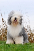 Picture of Old English Sheepdog