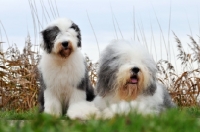 Picture of Old English Sheepdog