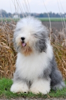 Picture of Old English Sheepdog