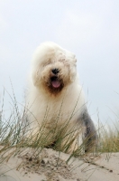 Picture of Old English Sheepdog