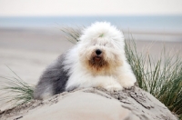 Picture of Old English Sheepdog
