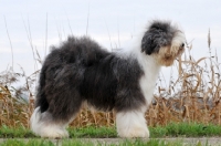 Picture of Old English Sheepdog