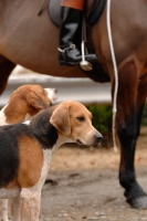 Picture of old English type foxhound near horse
