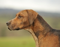 Picture of old English type foxhound profile
