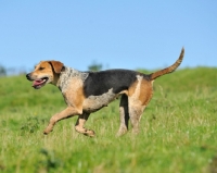 Picture of old English type foxhound running