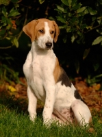 Picture of old English type foxhound sitting down