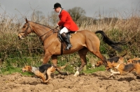 Picture of old English type foxhounds running with rider and horse
