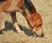 Picture of old English type foxhound