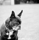 Picture of old french bulldog looking down