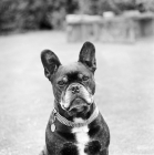 Picture of old french bulldog