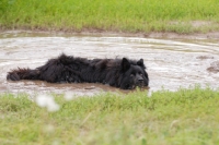 Picture of old german sheepdog cooling down after work