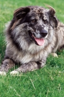 Picture of Old German Sheepdog lying down (aka Altdeutsche Hutehund)