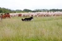 Picture of Old German Sheepdog running the border