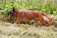 Picture of Old German Sheepdog running the border