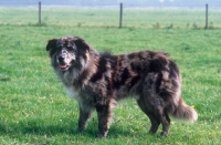 Picture of Old German Shepherd dog, side view