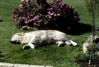 Picture of old golden retriever asleep in a garden