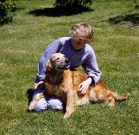 Picture of old golden retriever being stroked by a woman
