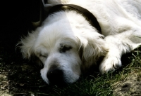 Picture of old golden retriever resting