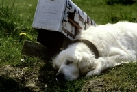 Picture of old golden retriever sleeping beside post box