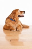 Picture of old Golden Retriever
