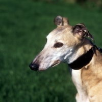 Picture of old homeless lurcher at Dogs Trust