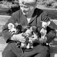 Picture of old lady holding lots of chihuahua puppies. Miss Russell-Allen, Dalhabboch