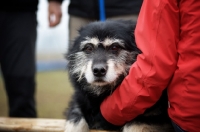 Picture of old mongrel dog resting on its owner's arms