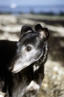 Picture of old rescued greyhound portrait
