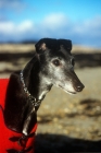 Picture of old, rescued, retired racing greyhound in jewelled collar wearing a coat