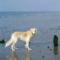 Picture of old saluki standing on a beach