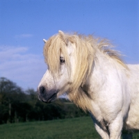Picture of old shetland pony with flowing mane