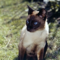 Picture of old style seal point siamese cat 