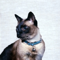 Picture of old style seal point siamese cat 
